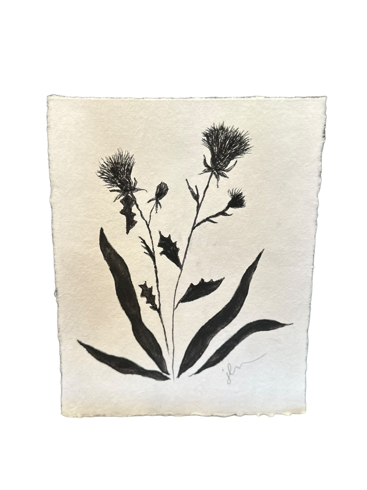 Jenn Leverett Art - B & W Unframed Botanicals 8 x 10