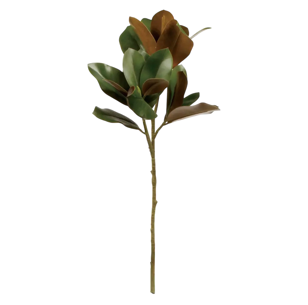 Grand Magnolia Leaf Stem 32"