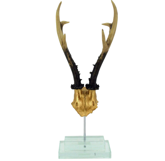 Standing Antler on Crystal Base