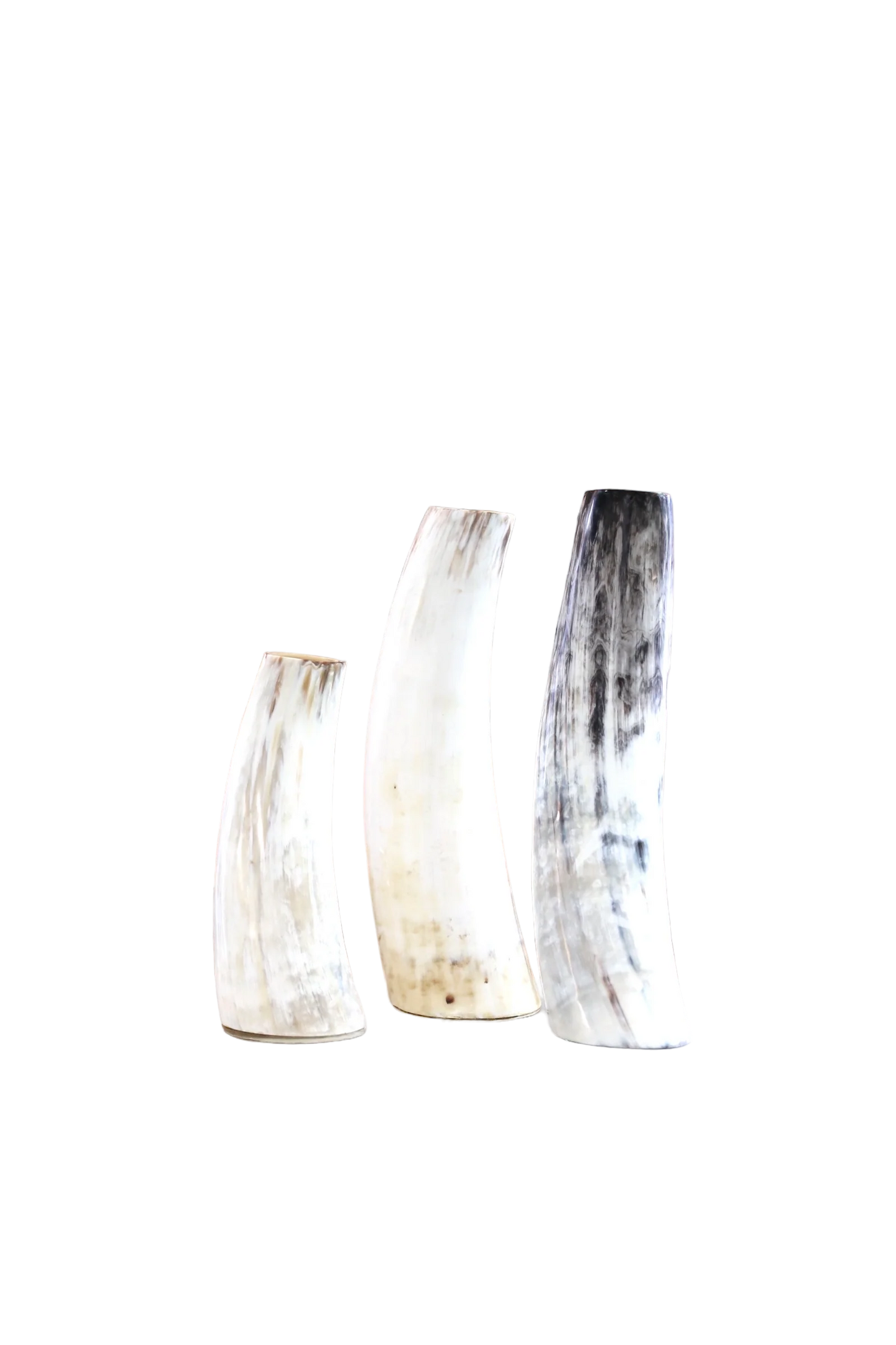Cow Horn Vases